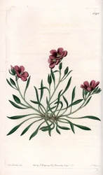 Calandrinia variété, originaire d
