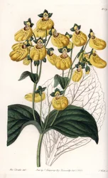 Calceolaire ou petit chausson, avec fleurs jaunes