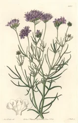 Gilia de Californie (illustration de Sarah Anne Drake)