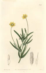 Platystemon de Californie - du Botanical Register