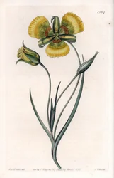 Calochortus avec grandes fleurs jaunes