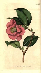 Camélia du Japon - Camellia japonica