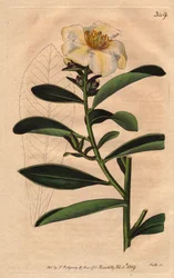 Camélia de Penang, une fleur blanche teintée de jaune