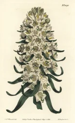 Campanule à belles fleurs - Campanule pyrénéenne, Campanula speciosa (Campanule à longues pointes, Campanula thyrsoidea). Gravure à la main par F. Sansom Jr. d