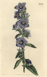 Campanule à feuilles rugueuses