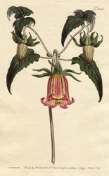 Campanule des Canaries, fleur en forme de cloche retombante, jaune à nervures roses, originaire des îles Canaries. Campanule des Canaries aux fleurs jaunes retombantes veinées de rose. Plante indigène des îles Canaries. Canarina campanula. Gravure sur
