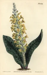 Lachenalia orchioides