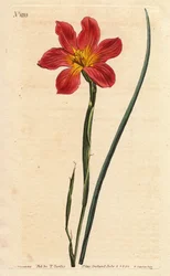 Tulipe du Cap, Homeria collina (Moraea collina)