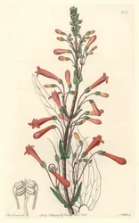 Chelone (ou Galane) à feuilles de valériane, originaire de Californie - Gravure par S. Watts d