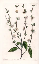 Cerisier - Gravure par S.Watts, d
