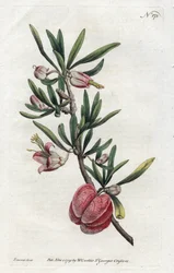 Lanterne chinoise ou Nymania - Lithographie de Sydenham Edwards, du Botanical Magazine de William Curtis