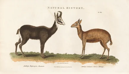 Antilope de Chine et antilope de Guinée