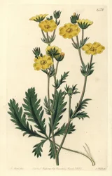 Potentille dressée - Potentilla laciniosa. Gravure à la main en couleur par S. Watts d