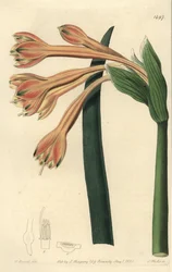 Clinanthus fauve