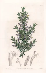 Clinopodium Variete - Planche gravée par S. Watts, d