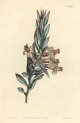 Styphelia à fleurs groupées, Styphelia triflora. Gravure à la main en cuivre par F. Sansom Jr. d