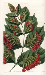 Combretum variété, Graphips à fleurs rouges