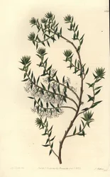 Bruyère commune