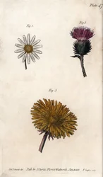 Fleurs composites : prépacket, chardon des ânes (ou faux acanthe onopordum) et pissenlit