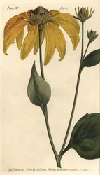 Rudbeckie hérissée