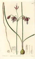 Corail du Mexique ou goutte de corail - Bessera elegans. Gravure à la main en couleur par S. Watts d