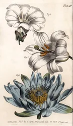 Corolle : bord de champ (fleur à un seul pétale), lys (hexapétale) et lys (polypétale)