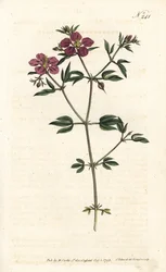 Fagonie de Crète