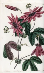 Passion écarlate - Gravure de S. Watts, d