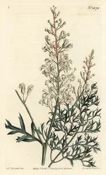 Buisson frisé ou tanaisie