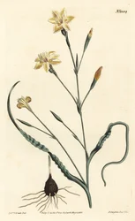 Moraea à feuilles frisées, Moraea crispa. Gravure à la main par F. Sansom Jr. d