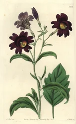 Salpiglossis sinueux - Salpiglossis sinuata