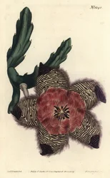 Stapelia pulvinata