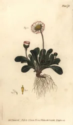 Pâquerette