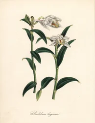 Dendrobium variété - Orchidée dendrobium à longues cornes, Dendrobium longicornu. Copié du "Botanical Register" de Sydenham Edwards. Zincographie en couleur par C. Chabot dessinée par Miss M. A. Burnett de son "Plantae Utiliores: ou Illustrations de plante