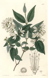 Deutzie rude, originaire du Japon - du Botanical Register