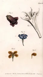 Différentes corolles : la belladone, la stramoine datura, la grande pervenche et la giroflée des murs (illustration de Sydenham Edwards)