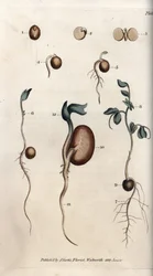 Différentes étapes de germination de la graine de pois et du haricot commun. Gravure sur cuivre coloriée, illustration de Sydenham Edwards (1768-1819) pour Conferences of Botanical, Jardin botanique de Lambeth (Angleterre)