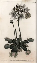 Dionée attrape-mouche (illustration de Sydenham Edwards)