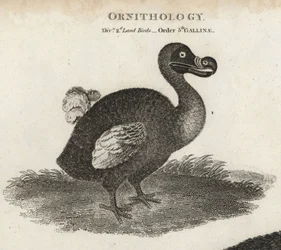 Dodo, Raphus cucullatus, oiseau éteint incapable de voler. Gravure sur cuivre par T. Milton d