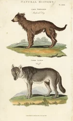 Chien et loup - Chien de berger, Canis familiaris, et loup, Canis lupus