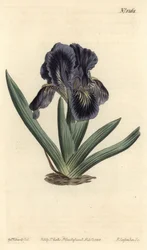 Iris nain - Iris x binata (Iris nain violet-bleu, Iris pumila var. violacea). Gravure à la main par F. Sansom Jr. d