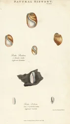 Bulle élastique, Bulla resiliens, et bulle pâle ou cylindrique, Bulla pallida