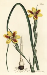 Moraea élégante, Moraea elegans. Gravure à la main en couleur par F. Sansom Jr. d