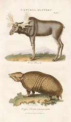 Elan et tatou à trois bandes