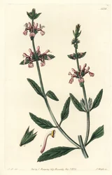 Épiary - Stachys albicaulis