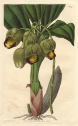 Orchidée épiphyte, catasetum jaune pâle, natif du Brésil