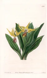 Erythrone à grandes fleurs, originaire d