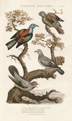 Espèces d