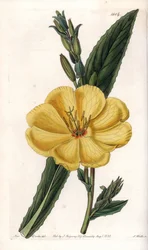 Onagre du soir à grandes fleurs