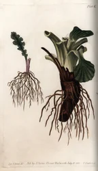 Racines fibreuses de séneçon commun et grand plantain (ou plantain des oiseaux)